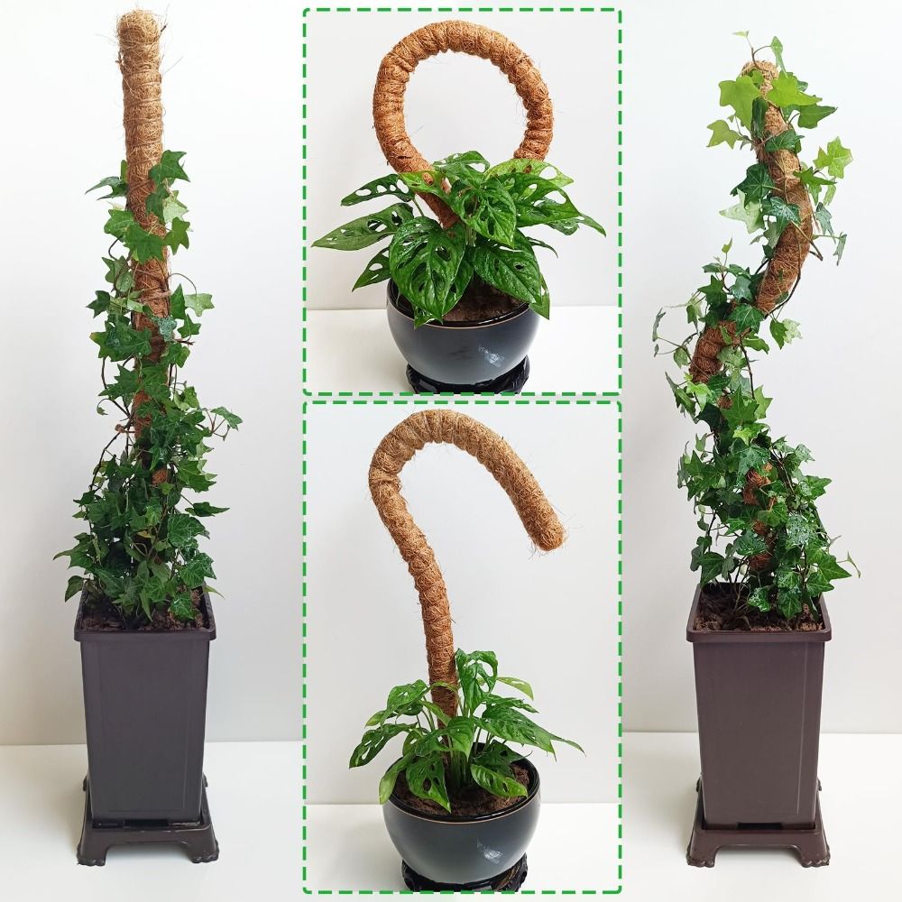 Plant Support Bendable Moss Po - đánh giá và giá Sphagnum Moss Dry