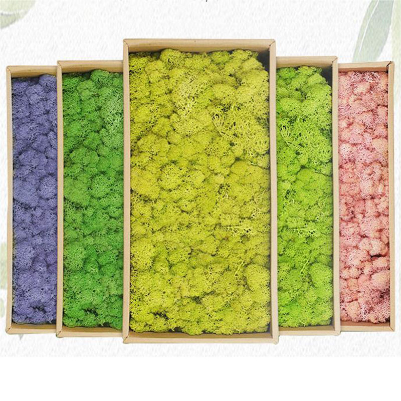 20g Artificial Green Moss Plan - đánh giá và giá Sphagnum Moss Dry