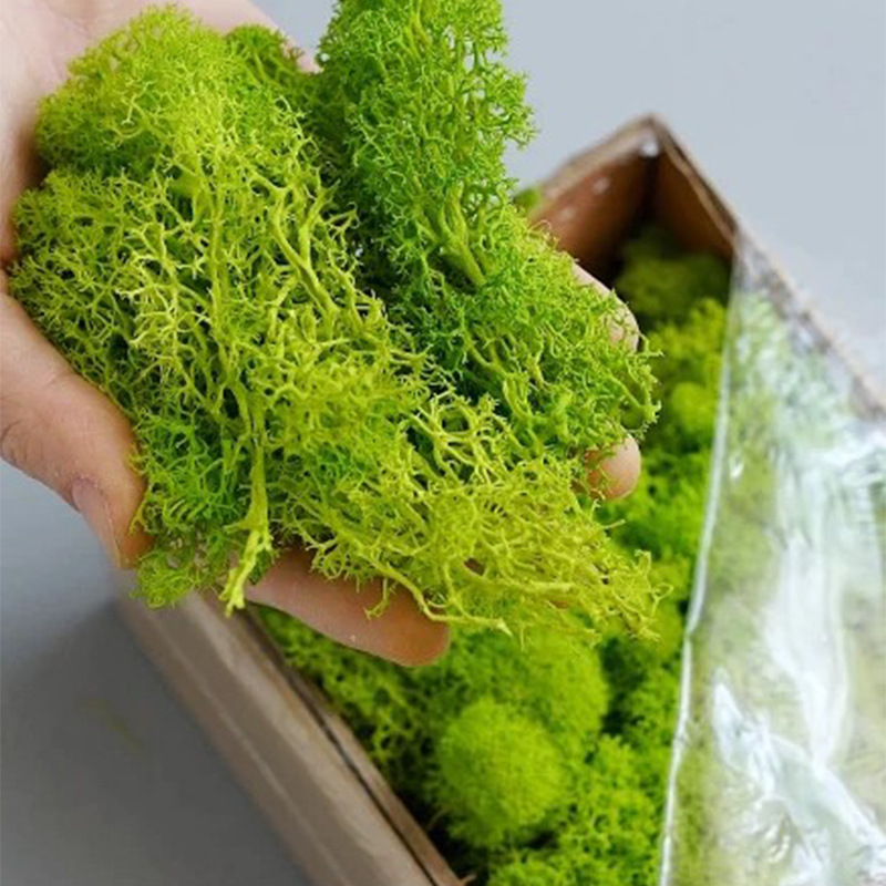 20g Artificial Green Moss Plan - đánh giá và giá Sphagnum Moss Dry